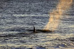 Images Dated 6th April 2009: Killer Whale. Valdes peninsula - Argentina