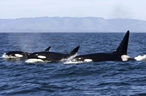 Images Dated 6th May 2007: Killer whales/ Orca - transient type. Photographed in Monterey Bay - Pacific Ocean - California