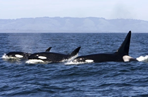 Images Dated 2007 May: 
