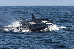 Images Dated 6th May 2007: Killer whales/ Orca - transient type. Photographed in Monterey Bay, Pacific Ocean, California, USA
