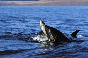 Killer whales / Orcas - playing with salmon they have caught, like a cat playing with a mouse, before they eat it