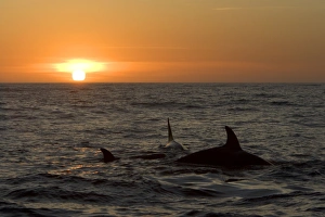 Images Dated 6th May 2007: Killer whales / Orcas - A pod of Transient type killer whales attacked & killed a Grey whale calf