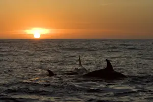 Killer whales / Orcas - A pod of Transient type killer whales attacked & killed a Grey whale calf. At sunset, the killer whales are still feeding on the carcass