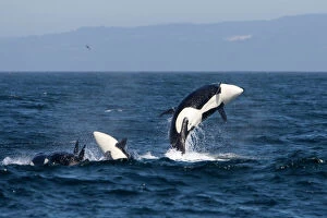Seascape Collection: Killer whales, Transient type - breaching during a phase of traveling and active socializing