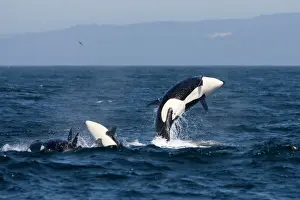 Leaping Prints: Killer whales, Transient type - breaching during a phase of traveling and active socializing