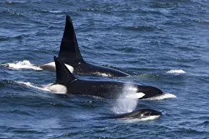 Monterey Bay Prints: Killer Whales - Transient type - Monterey Bay - Pacific Ocean - California - USA - April