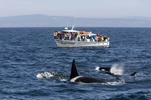 Killer Whales - Transient type - and whale watching
