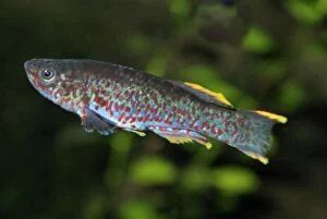 Killifish - freshwater fish