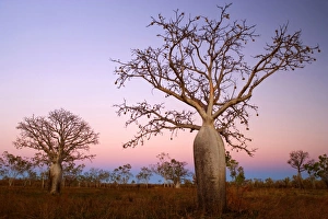 Images Dated 5th July 2008: Kimberley Boabs - bushland and a few bizarre shaped Boabs photographed against a colourful sky at