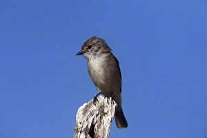 Images Dated 25th August 2007: Kimberley Flycatcher / Brown-tailed Fllycatcher / Lemon-bellied Flycatcher This is the subspecies