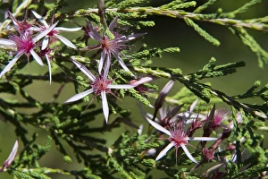 Images Dated 16th June 2007: Kimberley Heather / Kimberley Heath / Turkey Bush On the track to Manning Gorge, Mt Barnett