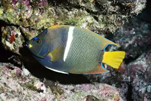 Angel Fishes Prints: King Angel Fish VT 5436 E. Pacific Cocos Is