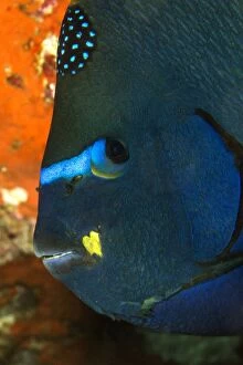 Images Dated 22nd August 2012: King Angelfish