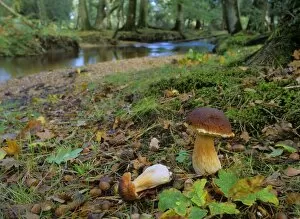 King bolete - growing in old oak forest with river in autumn