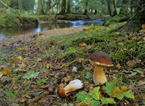 King bolete - growing in old oak forest with river in autumn King bolete - growing in old oak forest with river in autumn