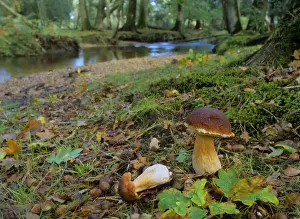 Bolete Prints: King bolete growing in old oak forest with river in autumn New Forest National Park