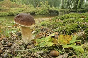 Bolete Prints: King bolete splendid specimen in oak forest New Forest National Park