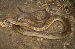 King brown / Mulga snake - very dangerous