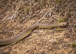 King Brown / Mulga Snake - with tongue out