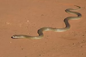 Images Dated 27th October 2008: King Brown Snake - Crossing the sandy road that runs around Roebuck Bay near Broome