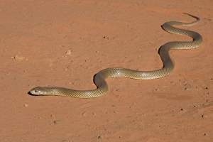 Images Dated 27th October 2008: King Brown Snake - Crossing the sandy road that runs around Roebuck Bay near Broome