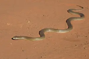 Road Prints: King Brown Snake - Crossing the sandy road that runs around Roebuck Bay near Broome
