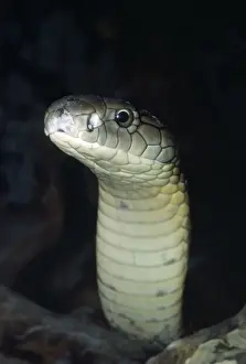 Cobras Prints: King Cobra