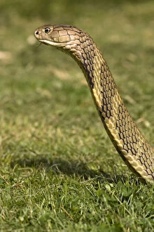 King Cobra, Ophiophagus hannah, with head