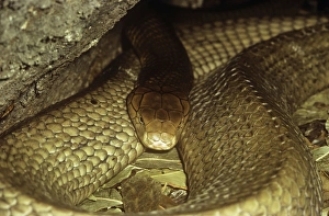 Images Dated 10th December 2010: King Cobra Snake - resting - India