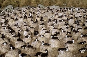 Images Dated 15th June 2004: King Cormorant Albatross breeding colony New Island Falkland Islands