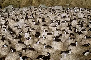 Communities Prints: King Cormorant Albatross breeding colony New Island Falkland Islands