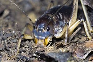 Images Dated 7th April 2007: King Cricket - male. Spend day in underground burrows emerging at night to feed on small animals