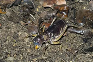 Crickets Prints: King Cricket - male. Spend day in underground burrows emerging at night to feed on small animals and plant material