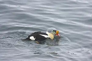 Eider Prints: King Eider - Drake Feeding on Sea Urchin Somateria spectabilis Varanger Fjord Norway BI013585