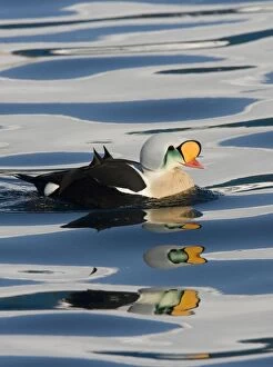 Images Dated 3rd April 2006: King Eider - Drake swimming on water with mass reflections - April - Varanger Fjord - Norway