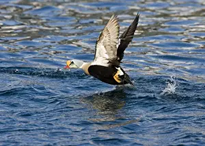 Fjords Prints: King Eider - Drake taking off from water - April - Varanger Fjord - Norway