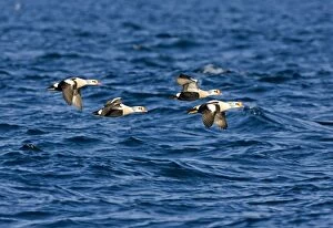 Images Dated 31st March 2006: King Eider - Drakes flying over the sea - March - Varanger Fjord - Norway