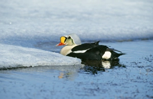 Images Dated 13th December 2006: King Eider Duck