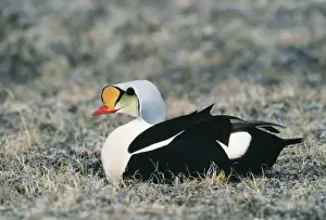 King Eider Duck