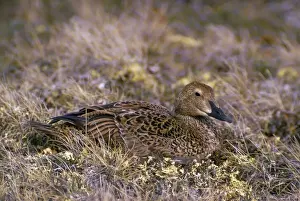 King Eider Duck - female on nest