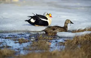 King Eider Duck - Russian tundra