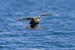 Fjords Prints: King Eider - In flight landing on the sea - April - Varanger Fjord - Norway