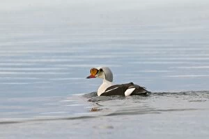 King Eider - male swimming - with reflection in water