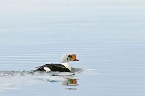 King eider - Swimming - with reflection in water