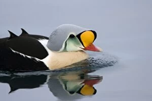 Images Dated 4th April 2006: King Eider - Swimming on water with reflection - April - Varanger Fjord - Norway