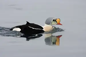 Fjords Prints: King Eider - Swimming on water with reflection - April - Varanger Fjord - Norway