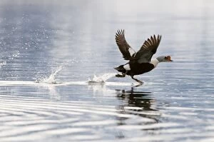 King Eider - taking off - feet on water surface-