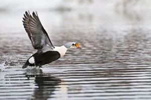 King Eider - wings raised taking off - with reflection
