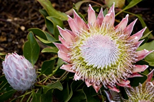 Images Dated 23rd August 2007: King or Great Protaea (Protaea cynaroides), a Cape town endemic. South Africa