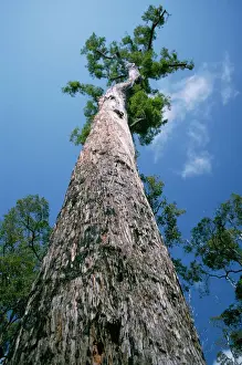 Size Prints: King Jarrah Tree - 47 meters high, 500 years old. Western Australia
